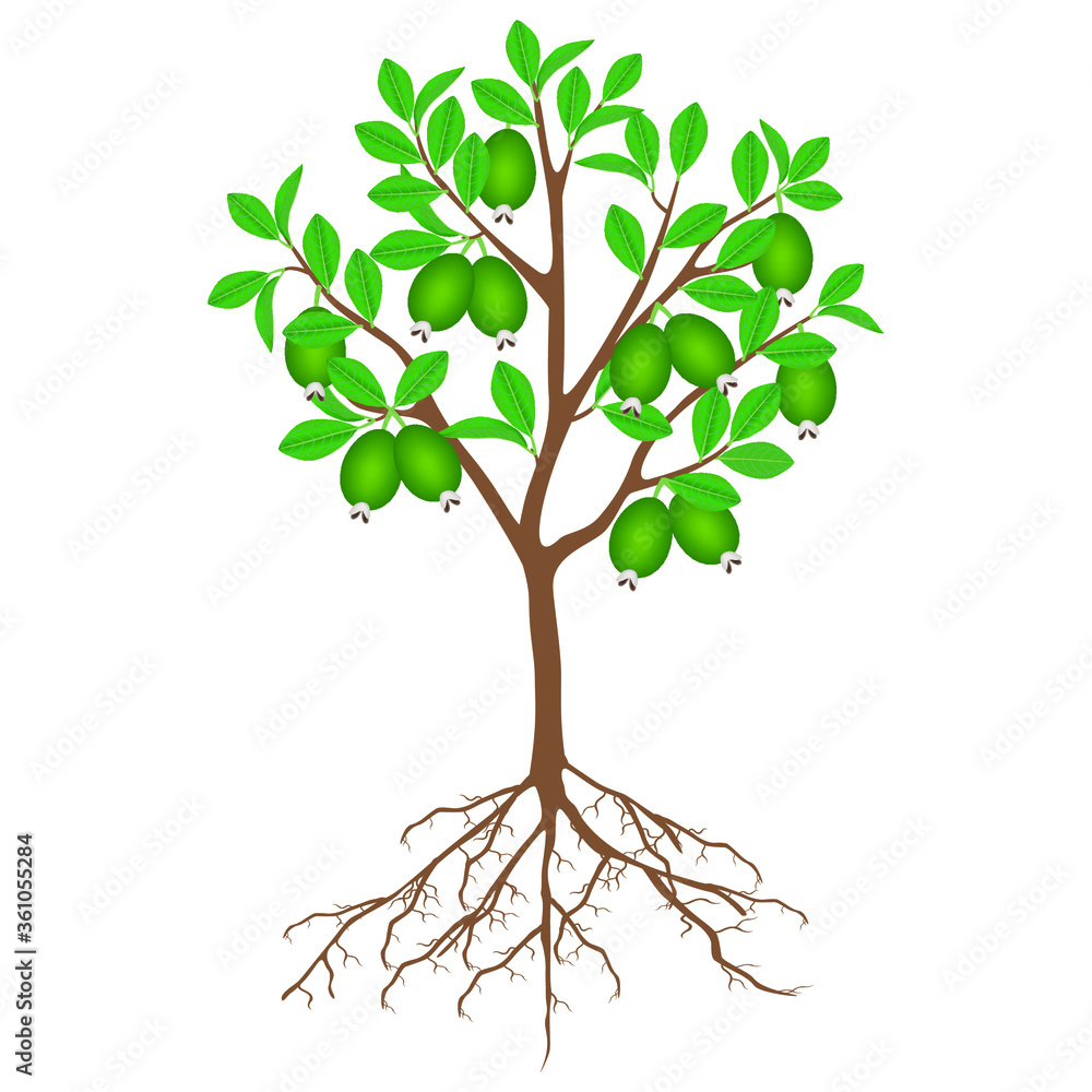 Obraz premium Feijoa tree with fruits and roots on a white background.