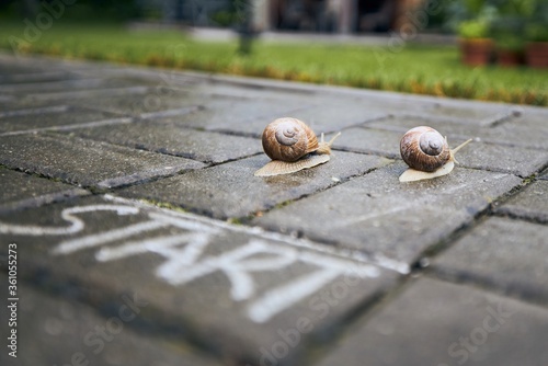 Racing snails behind start line