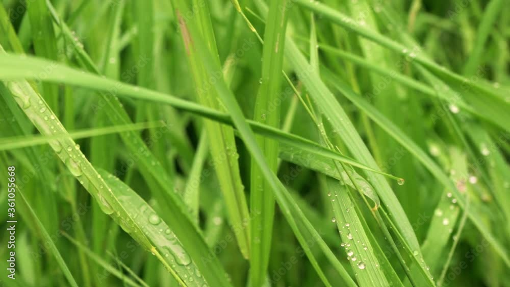 Meadow grass after rain with water drops. A narrow zone of sharpness. Meadow grass after rain with water drops. A narrow zone of sharpness.