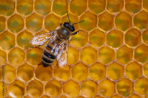 Close-up of working bees on honeycombs. Beekeeping and honey production image © Aleksandr Rybalko
