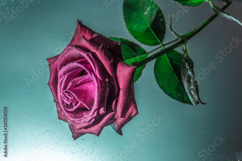 red rose with water drops