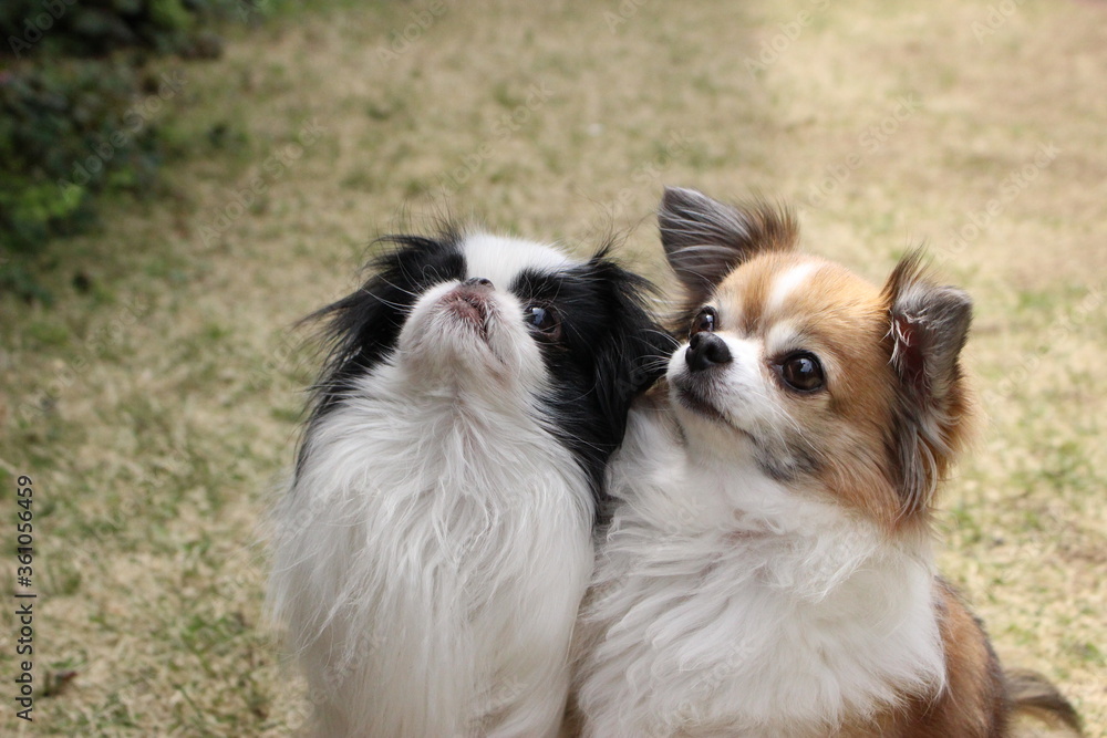 仲良しの犬