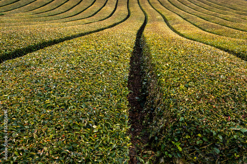 Ishidera Tea Fields of Green Uji Tea plantation in Wazuka town in Kyoto prefecture of Japan photo