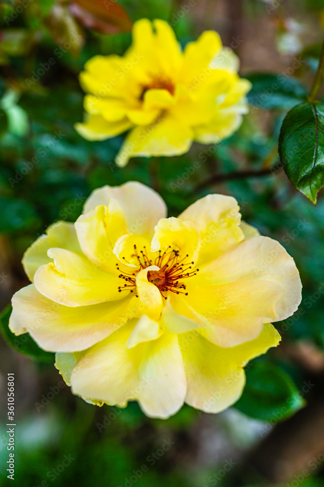 Blooming yellow roses in a flower garden. Blooming yellow roses in a flower garden.