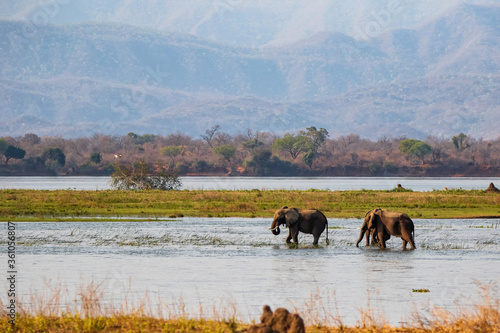 Elephant bulls walking in the Zambezi river in Mana Pools National Park in Zimbabwe  with the mountains of Zambia in the background © henk bogaard