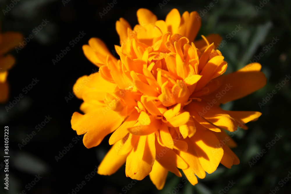 Obraz premium Yellow french marigold head