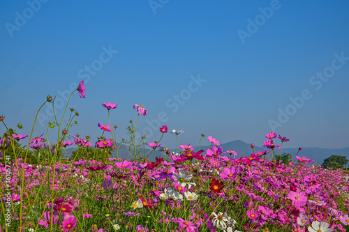 The blooming pink flowers  with clear blue sky and the moutian look far away is background.