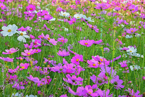 The close up view of  blooming pink and white flower.