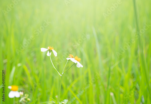 Little white flowers with soft white light and blur green grass is background.