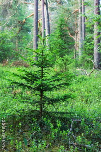 Christmas tree in a pine forest