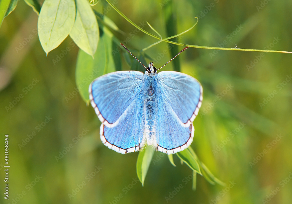 Adonis blue butterfly, Polyommatus bellargus Adonis blue butterfly, Polyommatus bellargus