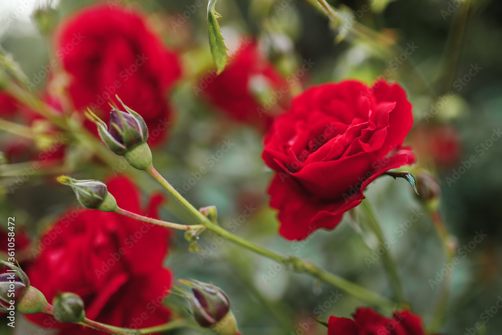 Fototapeta premium Bushes of red or scarlet roses. Flowering time, natural flower fence. Gardening, plants for landscape design.