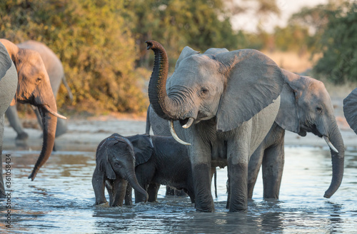 Photography Mother and baby elephant in water in a river in Savuti in Botswana