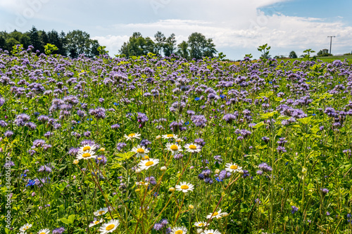 Beautiful flowers and grain fields with bees and insects