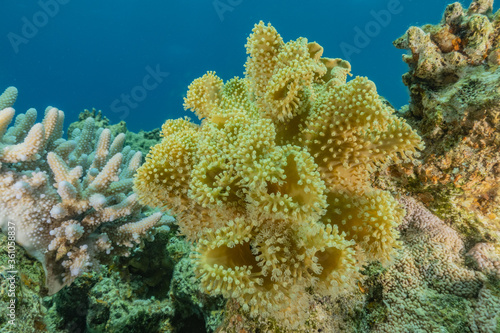 Coral reef and water plants in the Red Sea, Eilat Israel  © yeshaya