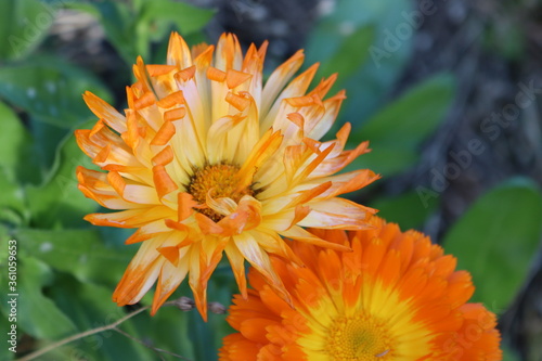 vibrant orange flower close up