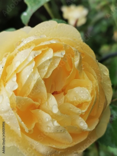 yellow rose with dew drops