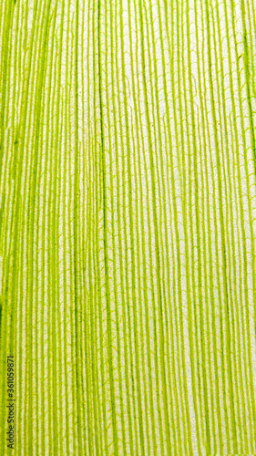 A closeup of green leaves