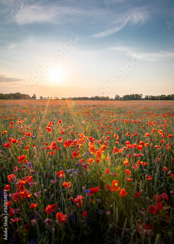 Fields of poppy © Andreas