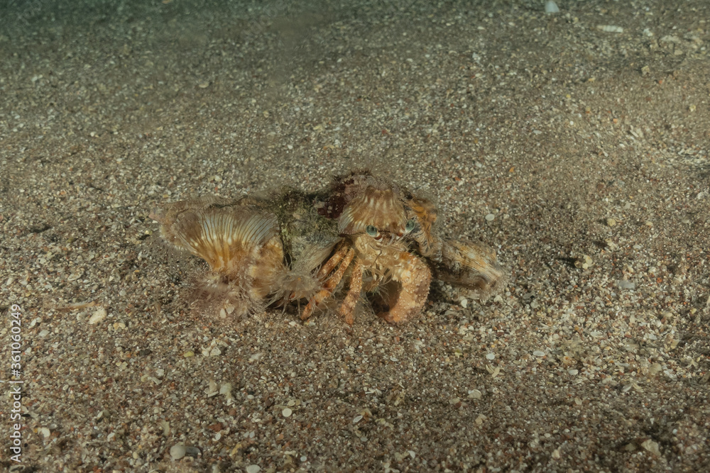 Hermit Crab in the Red Sea Colorful and beautiful, Eilat Israel Hermit Crab in the Red Sea Colorful and beautiful, Eilat Israel