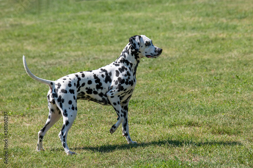 Adorable Dalmatian dog outdoors in spring. Selective focus