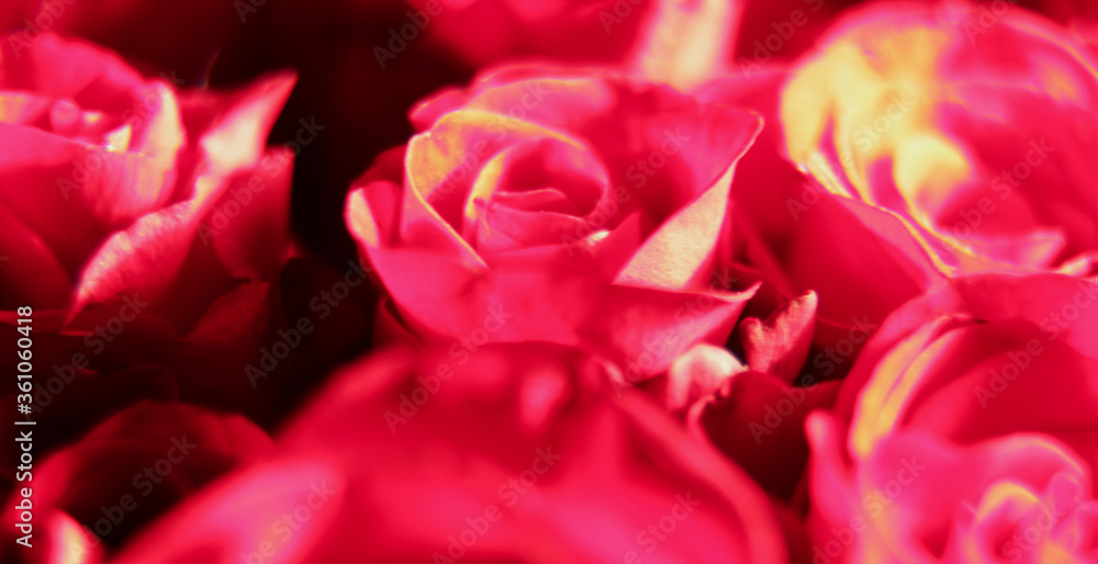Buds of pink roses, a beautiful bouquet. Important events in life and holiday. Panorama format. Close-up. Background.
