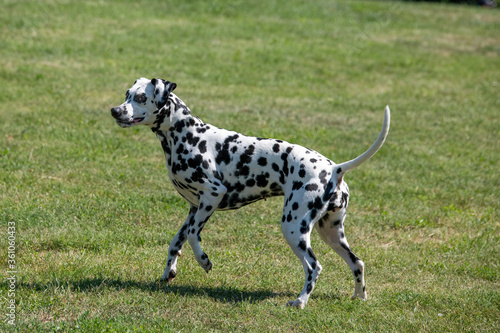 Adorable Dalmatian dog outdoors in spring. Selective focus