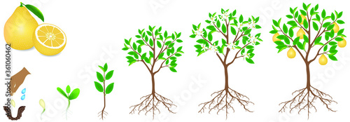 Cycle of growth of a pomelo plant on a white background.