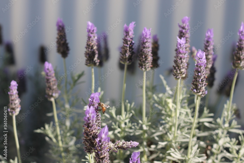 Obraz premium Honey Bee on Purple Lavender Flower