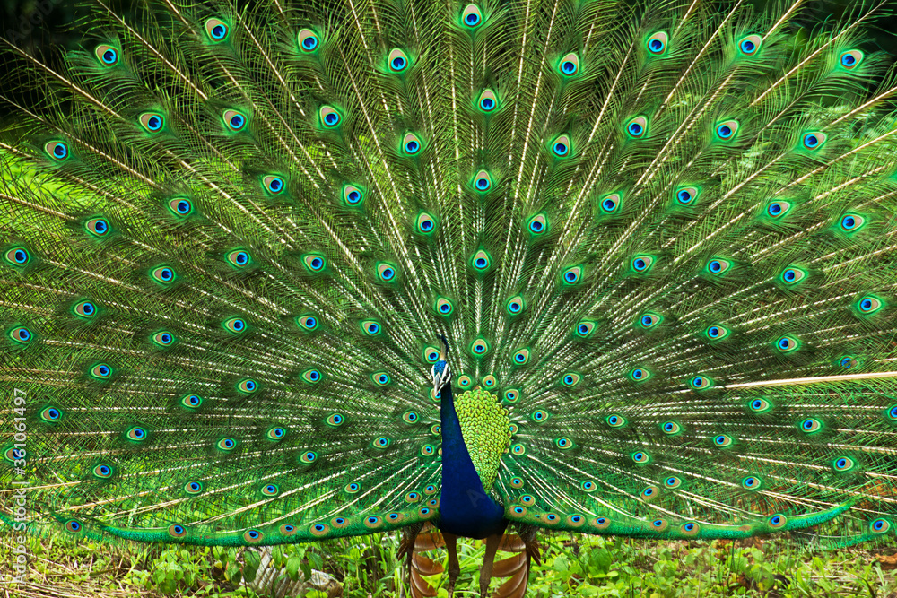 Obraz premium peacock with feathers out