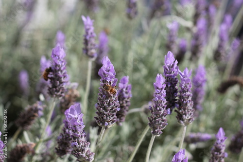 Honey Bee on Purple Lavender Flower