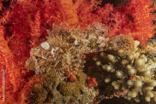 Coral reef and water plants in the Red Sea, Eilat Israel 