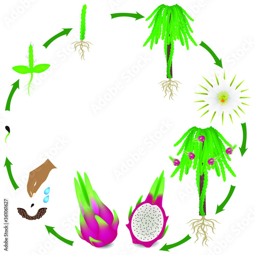 A growth cycle of a pitahaya a bush on a white.