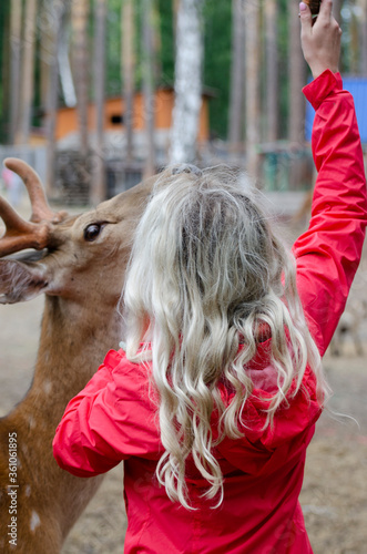 Girl feeds a small deer on a deer farm