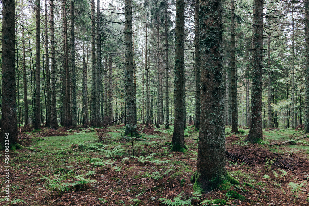 Im Schwarzwald Im Schwarzwald