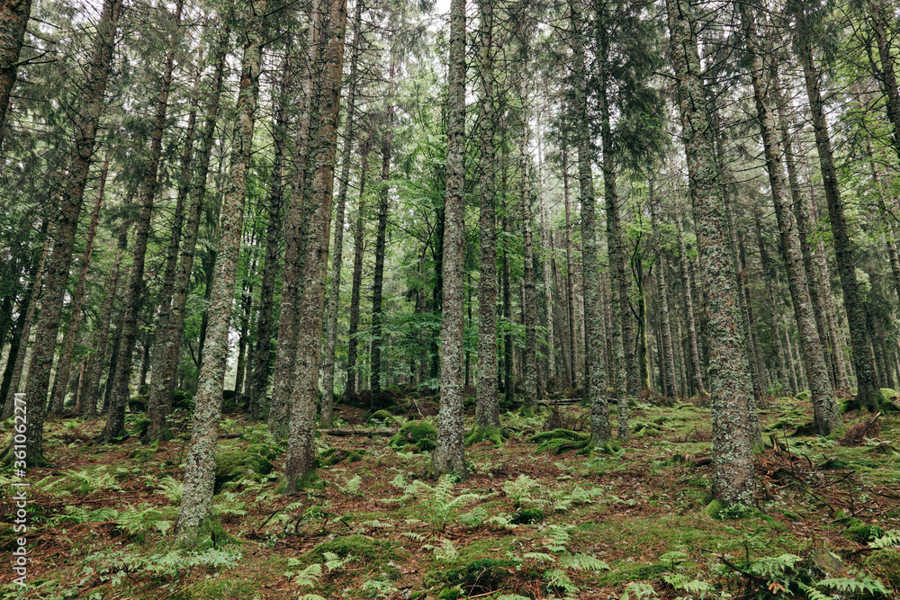 Obraz premium W Czarnym Lesie