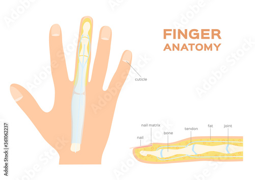 Structure of a Nail. human Nail . finger anatomy