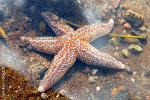Starfish on the bottom of White Sea. Kandalaksha gulf  Republic of Karelia  Russia.