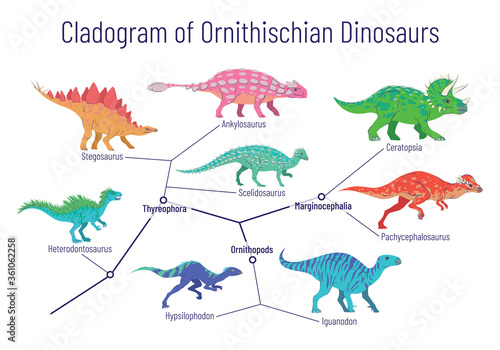 Cladogram of ornithischian dinosaurs. Vector illustration of diagram showing relations among ornithischia - thyreophora, ornithopods, marginocephalia. Colorful dinosaurs isolated on white background.