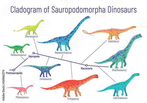 Cladogram of sauropodomorpha dinosaurs. Colorful vector illustration of diagram showing relations among sauropods - protosauropoda, sauropoda, macronaria. Dinosaurs on white background.