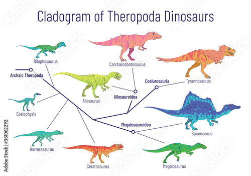 Cladogram of theropoda dinosaurs. Colorful vector illustration on white background. Diagram showing relations among theropods - archaic theropoda, allosauroidae, megalosauroidae, coelurosauria. Dino. photo
