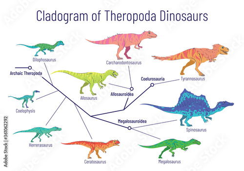 Cladogram of theropoda dinosaurs. Colorful vector illustration on white background. Diagram showing relations among theropods - archaic theropoda, allosauroidae, megalosauroidae, coelurosauria. Dino.