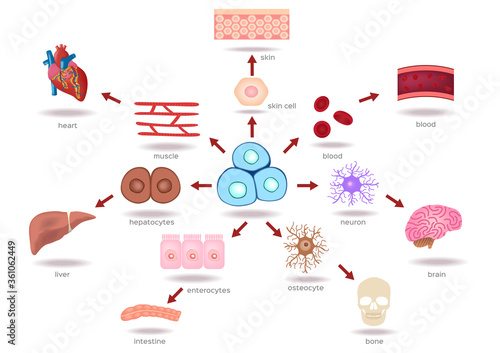 Illustration of the Human Stem Cell Applications on a white background