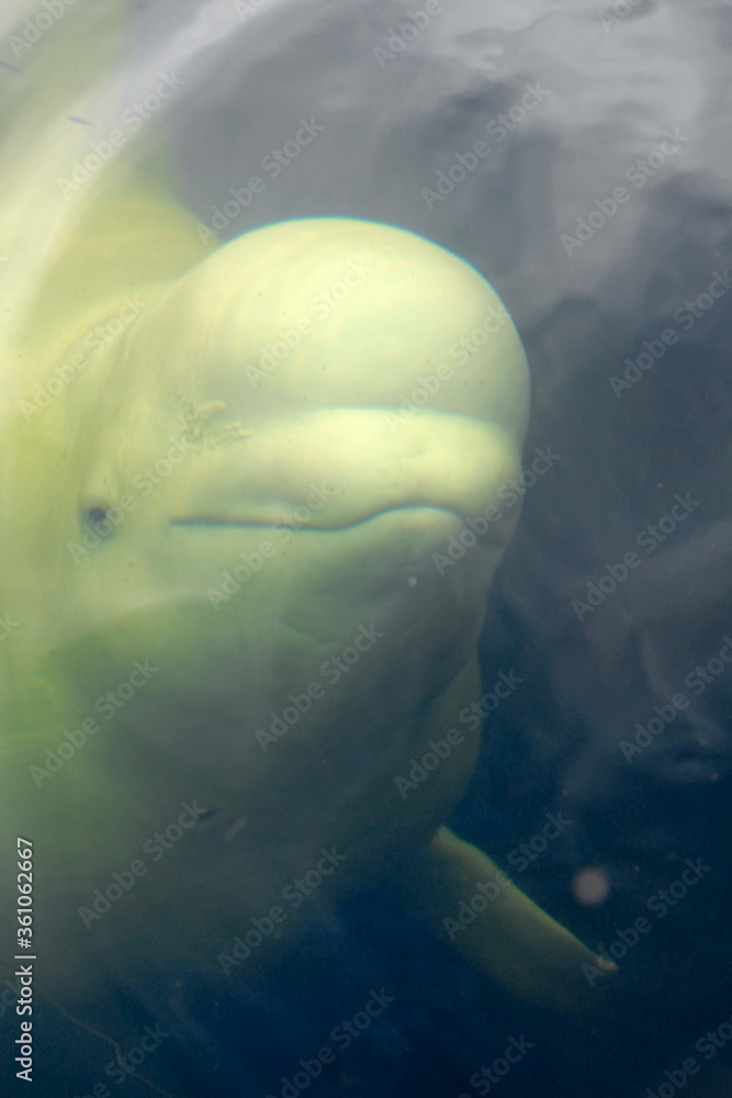 Fototapeta premium Underwater portrait of Beluga whale. White Sea, Republic of Karelia, Russia.
