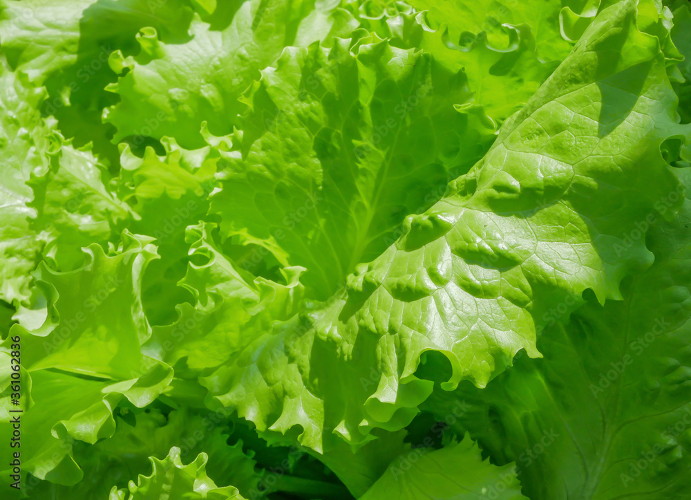 Fresh green lettuce leaves closeup. View from above Fresh green lettuce leaves closeup. View from above