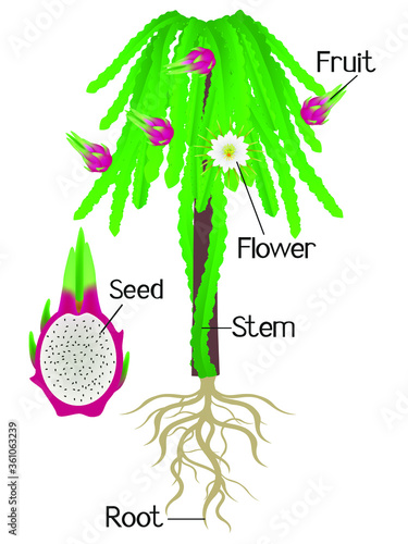 Parts of a pitahaya plant on a white background.