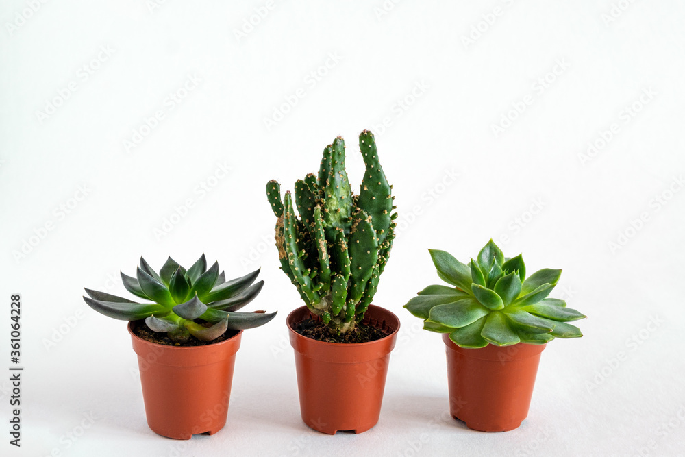 Fototapeta premium succulents and cactuses in a small brown pots on a white background