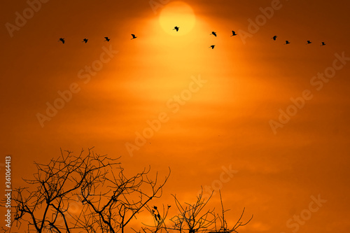 sunset back on silhouette dry tree dark orange cloud on the sky and birds