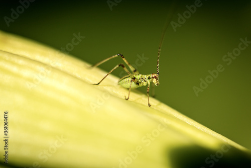 Macro Photography of a Cricket Insect on a Green Leaf © Alberto Masnovo