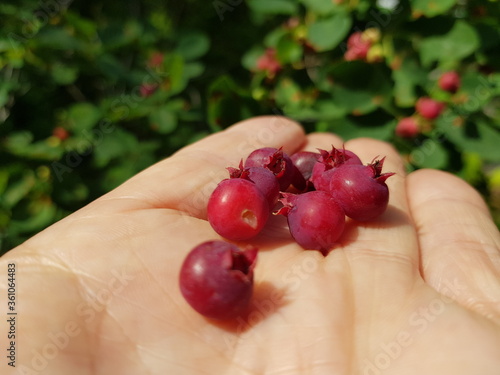 Amelanchier bartramiana is a species of serviceberry. Common names include mountain serviceberry,  mountain shadbush, Bartram's serviceberry. Rosaceae family. photo